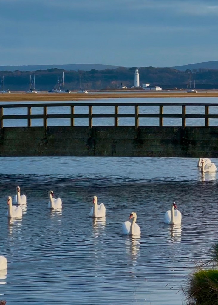 Hurst Point lighthouse with swans